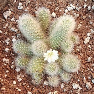 Onnichcha Yeram profile icon