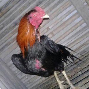 Memet Cleep-eart profile icon