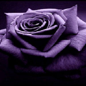 Wiji Lestari profile icon