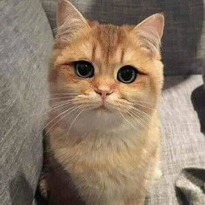 Haznie Chairunnisa Chq profile icon