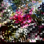 Jhazz Jhazmin profile icon