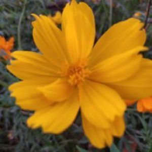 Desilfa Hasan profile icon