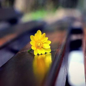 Miss Jordan profile icon