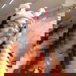 shangg delos angeles profile icon