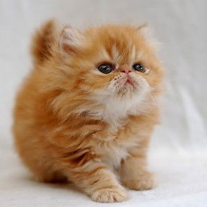 huda mimi profile icon