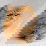 huda mimi profile icon