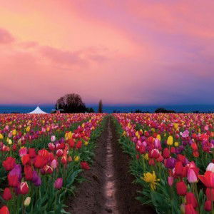 siti zaharah rothmans profile icon