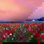 siti zaharah rothmans profile icon