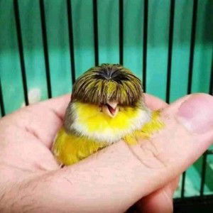 Tanggane Bambang profile icon