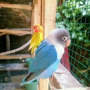 Yoon Ha profile icon