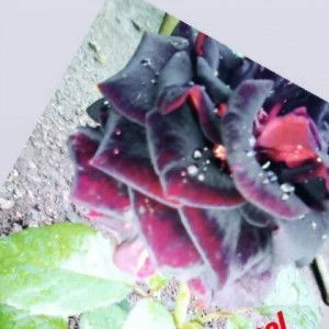 Kikis Munt profile icon