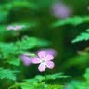 huyen trang Ho profile icon