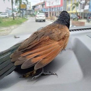 Nia Daniati profile icon