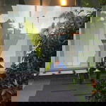 ikik nub profile icon