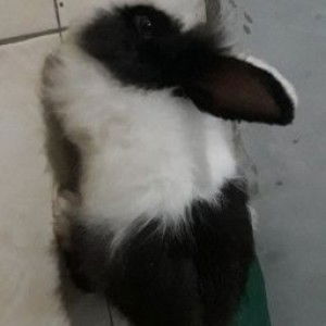 Dea Sayang profile icon