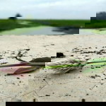 Kun Anta profile icon