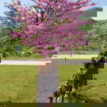 Yuki Foo profile icon