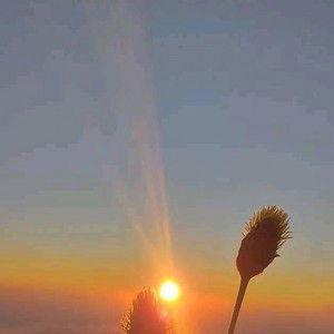 محمد أنوارلدين profile icon