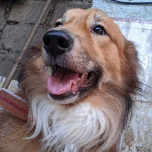 Lindsay G Viaña profile icon