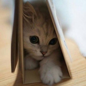 Kholidatul Fitriyah profile icon