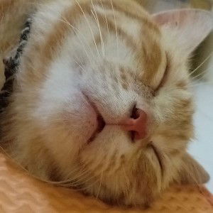 Zulaichah Ai profile icon