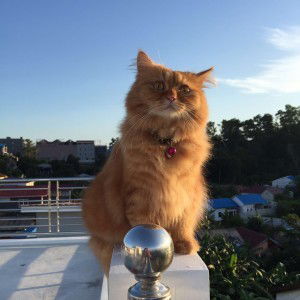 Irma Sulistianingsih profile icon