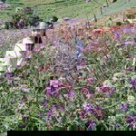 Mind Lungsu profile icon