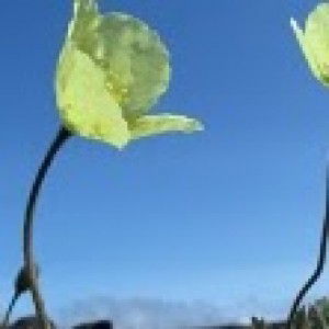 Ken ApriL profile icon