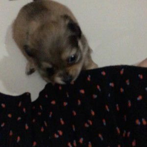 MuAe Mulans profile icon