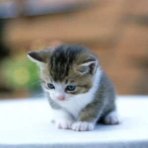 น.ส. วุ่นวาย profile icon