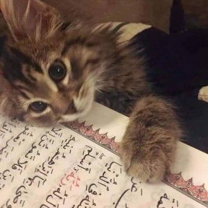 Aminah Toha Elhabsyie profile icon