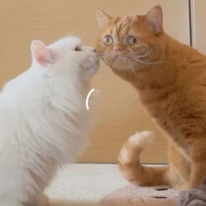 Lestari Ayy profile icon