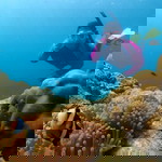 Aresen ripper profile icon