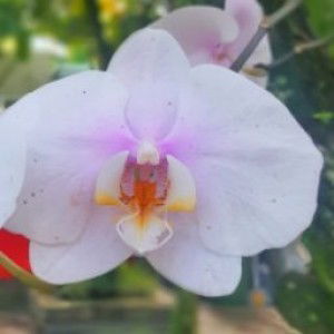 Sri Rahayu profile icon