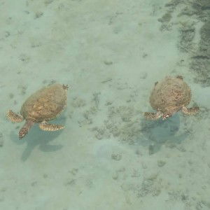 Faustine Marceline profile icon