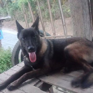 Engrid Dipasupil profile icon