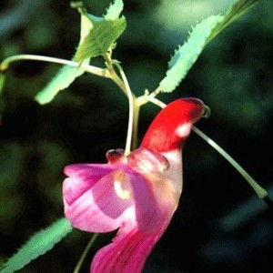 Vidya Nur profile icon