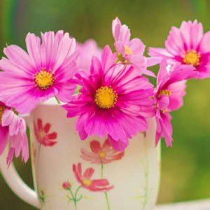 Siti Rahmawati profile icon