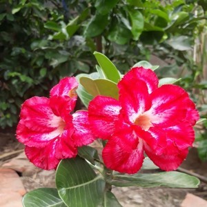 Anh Thu Tran profile icon