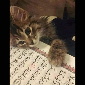 Anhatet Anha profile icon