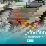 Sarawut Bent profile icon