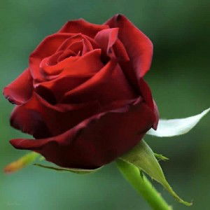 Krizelle Respicio profile icon