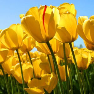 siti aishah 89 profile icon