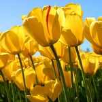 siti aishah 89 profile icon