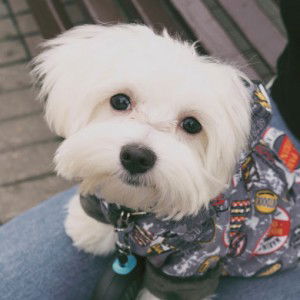 Pinnapa Injinda profile icon