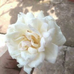 shinta ramaningtyas profile icon