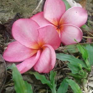 Suci Riski profile icon