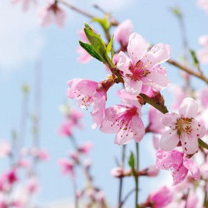 Nurazizahgazali profile icon