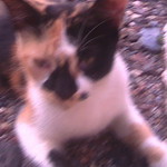 Syarifah Syazwani profile icon