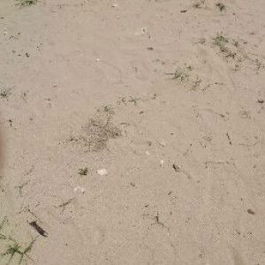 Laksmi Eka profile icon